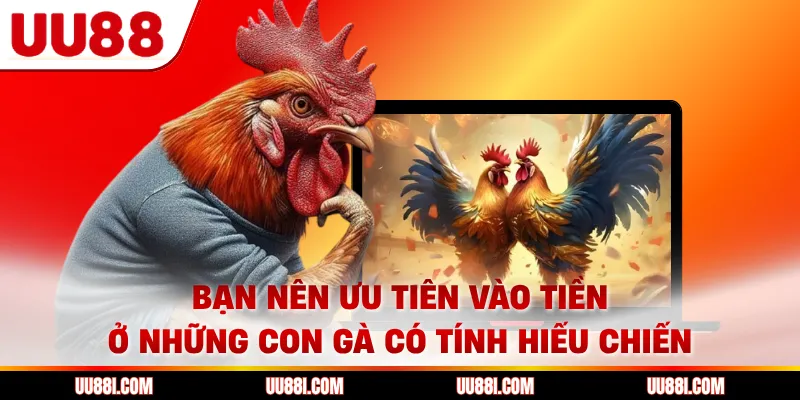 Bạn nên ưu tiên vào tiền ở những con gà có tính hiếu chiến